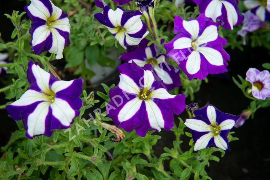 Petúnie 'Pegasus Patio Blue Star' - Petunia hybrida 'Pegasus Patio Blue Star'
