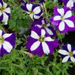 Petúnie 'Pegasus Patio Blue Star' - Petunia hybrida 'Pegasus Patio Blue Star'