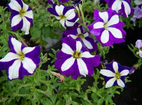 Petúnie 'Pegasus Patio Blue Star' - Petunia hybrida 'Pegasus Patio Blue Star'