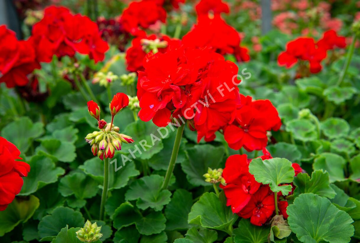 Muškát, pelargonie páskatá klasická 'Samba' - Pelargonium zonale 'Samba'