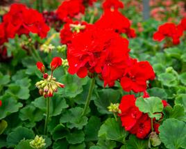 Muškát, pelargonie páskatá klasická 'Samba'