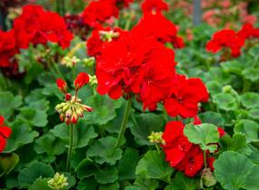 Muškát, pelargonie páskatá klasická 'Samba' - Pelargonium zonale 'Samba'