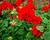 Muškát, pelargonie páskatá klasická 'Samba'