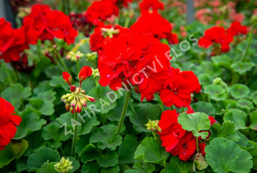 Muškát, pelargonie páskatá klasická 'Samba' - Pelargonium zonale 'Samba'