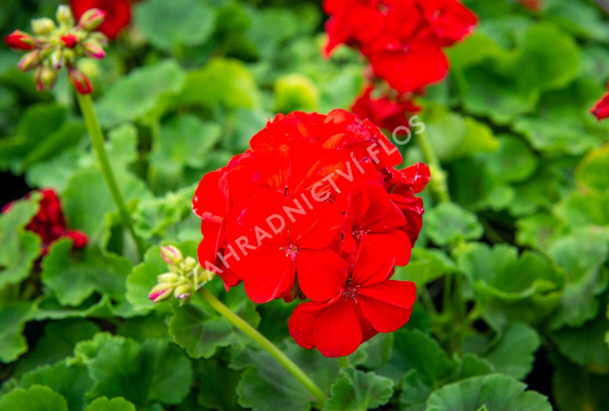 Muškát, pelargonie páskatá klasická 'Samba' - Pelargonium zonale 'Samba'
