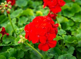 Muškát, pelargonie páskatá klasická 'Samba' - Pelargonium zonale 'Samba'