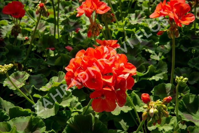 Muškát, pelargonie páskatá klasická 'Noblesse' - Pelargonium zonale 'Noblesse'