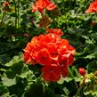 Muškát, pelargonie páskatá klasická 'Noblesse' - Pelargonium zonale 'Noblesse'