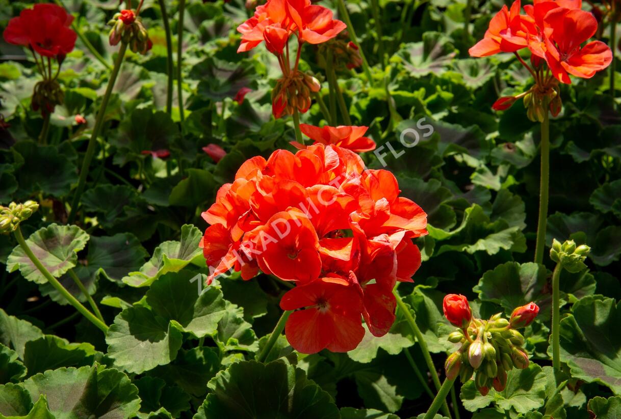 Muškát, pelargonie páskatá klasická 'Noblesse' - Pelargonium zonale 'Noblesse'
