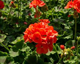 Muškát, pelargonie páskatá klasická 'Noblesse'