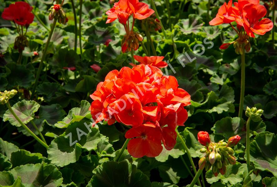 Muškát, pelargonie páskatá klasická 'Noblesse' - Pelargonium zonale 'Noblesse'