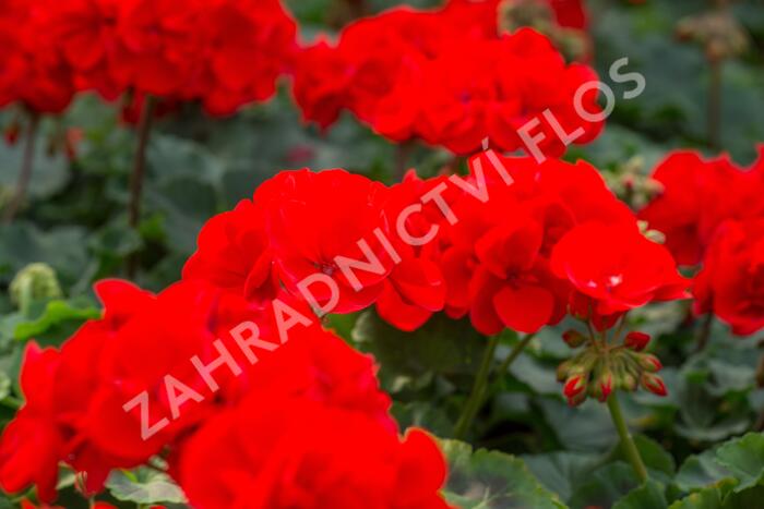 Muškát, pelargonie páskatá klasická 'Vulkan' - Pelargonium zonale 'Vulkan'