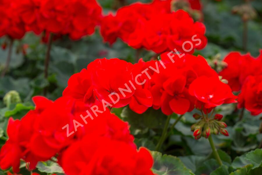 Muškát, pelargonie páskatá klasická 'Vulkan' - Pelargonium zonale 'Vulkan'