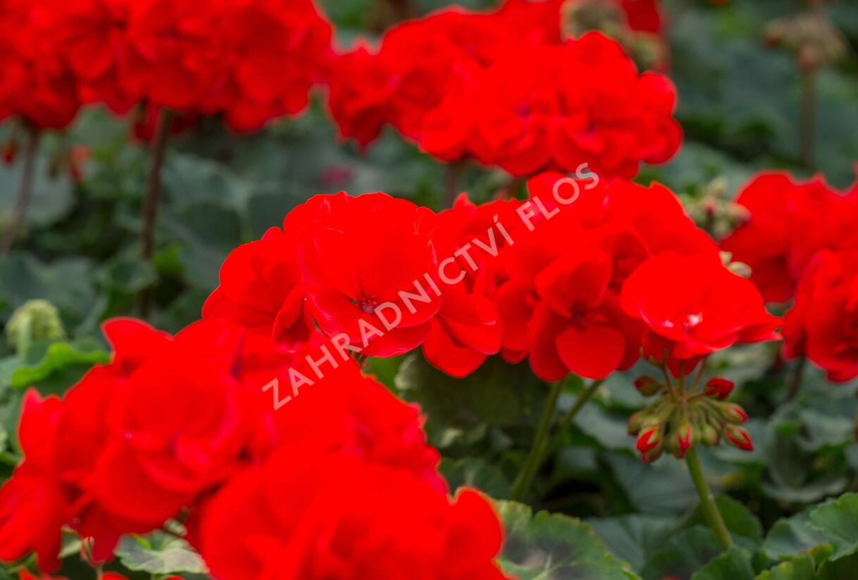 Muškát, pelargonie páskatá klasická 'Vulkan' - Pelargonium zonale 'Vulkan'