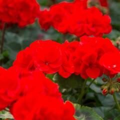 Muškát, pelargonie páskatá klasická 'Vulkan' - Pelargonium zonale 'Vulkan'