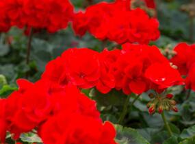 Muškát, pelargonie páskatá klasická 'Vulkan' - Pelargonium zonale 'Vulkan'