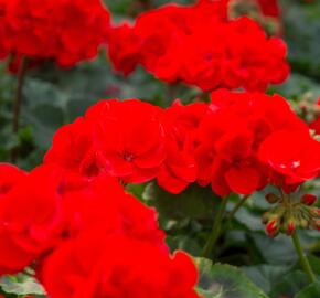 Muškát, pelargonie páskatá klasická 'Vulkan' - Pelargonium zonale 'Vulkan'