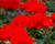 Muškát, pelargonie páskatá klasická 'Vulkan'