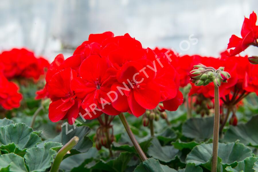 Muškát, pelargonie páskatá klasická 'Vulkan' - Pelargonium zonale 'Vulkan'