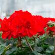 Muškát, pelargonie páskatá klasická 'Vulkan' - Pelargonium zonale 'Vulkan'