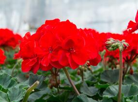 Muškát, pelargonie páskatá klasická 'Vulkan' - Pelargonium zonale 'Vulkan'
