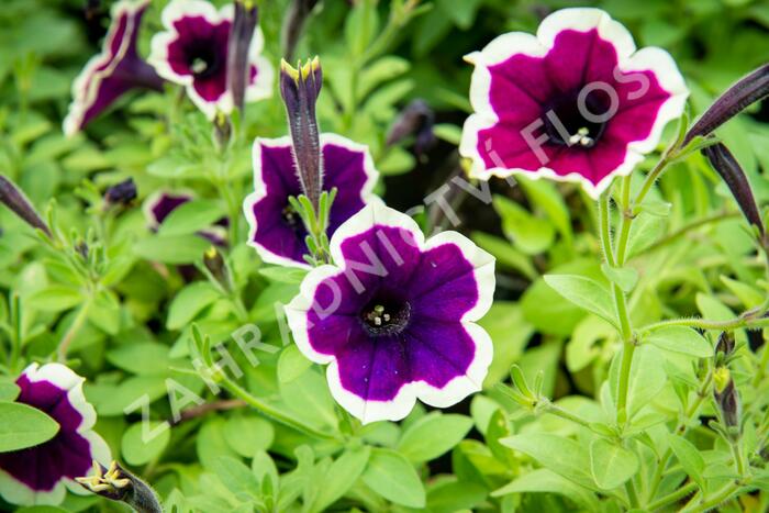 Petúnie 'Cascadias Rim Magenta' - Petunia hybrida 'Cascadias Rim Magenta'