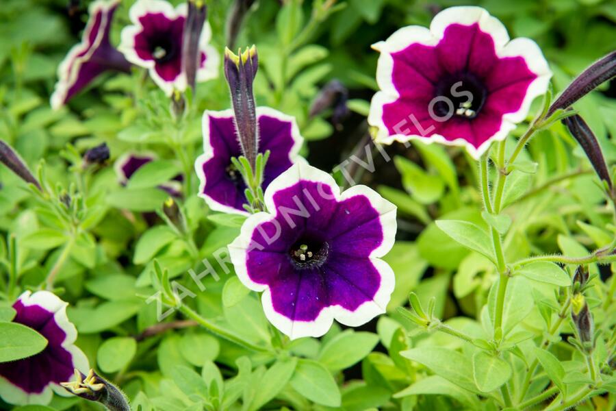 Petúnie 'Cascadias Rim Magenta' - Petunia hybrida 'Cascadias Rim Magenta'