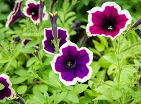 Petúnie 'Cascadias Rim Magenta' - Petunia hybrida 'Cascadias Rim Magenta'