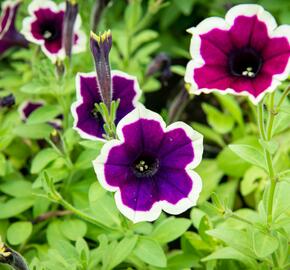 Petúnie 'Cascadias Rim Magenta' - Petunia hybrida 'Cascadias Rim Magenta'