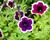 Petúnie 'Cascadias Rim Magenta'