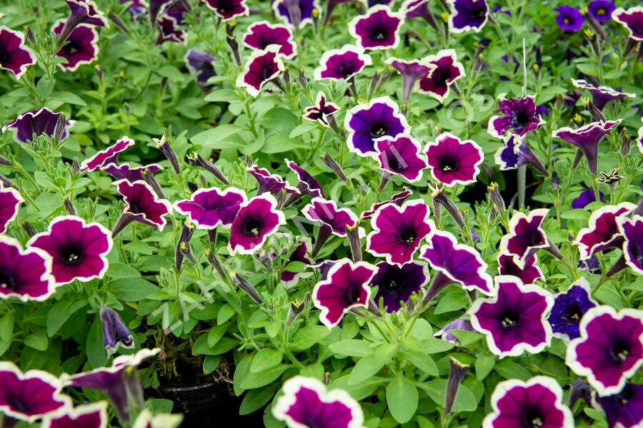 Petúnie 'Cascadias Rim Magenta' - Petunia hybrida 'Cascadias Rim Magenta'