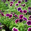 Petúnie 'Cascadias Rim Magenta' - Petunia hybrida 'Cascadias Rim Magenta'