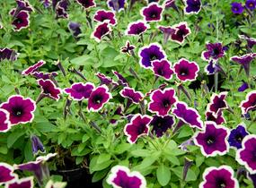 Petúnie 'Cascadias Rim Magenta' - Petunia hybrida 'Cascadias Rim Magenta'