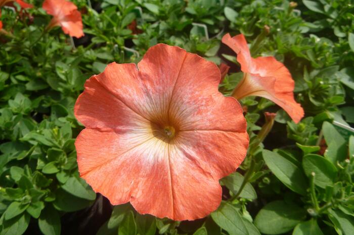 Petúnie 'Orange Morn' - Petunia hybrida Pegasus 'Orange Morn'