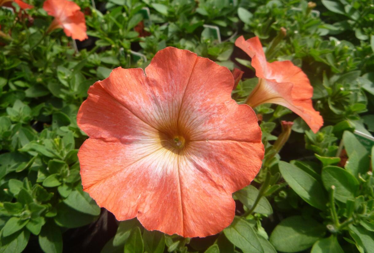 Petúnie 'Pegasus Orange Morn' - Petunia hybrida 'Pegasus Orange Morn'