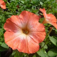 Petúnie 'Orange Morn' - Petunia hybrida Pegasus 'Orange Morn'