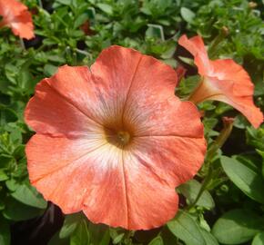 Petúnie 'Orange Morn' - Petunia hybrida Pegasus 'Orange Morn'