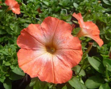 Petúnie 'Pegasus Orange Morn'