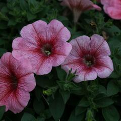 Petúnie 'Red Vein' - Petunia hybrida Pegasus 'Red Vein'