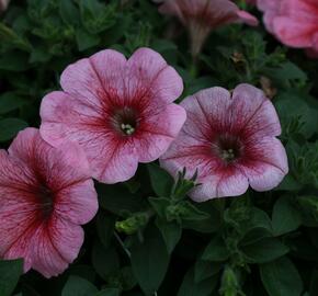 Petúnie 'Red Vein' - Petunia hybrida Pegasus 'Red Vein'