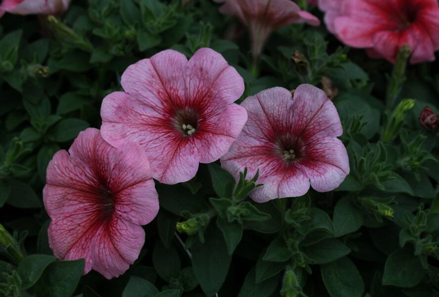 Petúnie 'Pegasus Red Vein' - Petunia hybrida 'Pegasus Red Vein'
