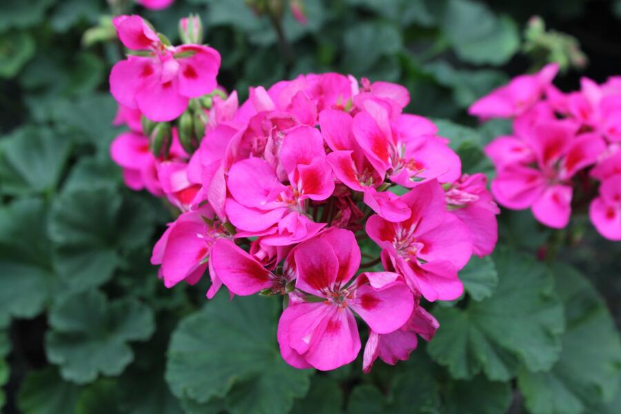 Muškát, pelargonie páskatá klasická 'Rose Splash Clips' - Pelargonium zonale 'Rose Splash Clips'