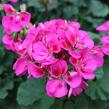 Muškát, pelargonie páskatá klasická 'Rose Splash Clips' - Pelargonium zonale 'Rose Splash Clips'