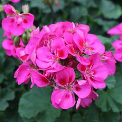 Muškát, pelargonie páskatá klasická 'Rose Splash Clips' - Pelargonium zonale 'Rose Splash Clips'