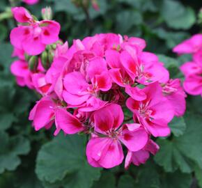 Muškát, pelargonie páskatá klasická 'Rose Splash Clips' - Pelargonium zonale 'Rose Splash Clips'