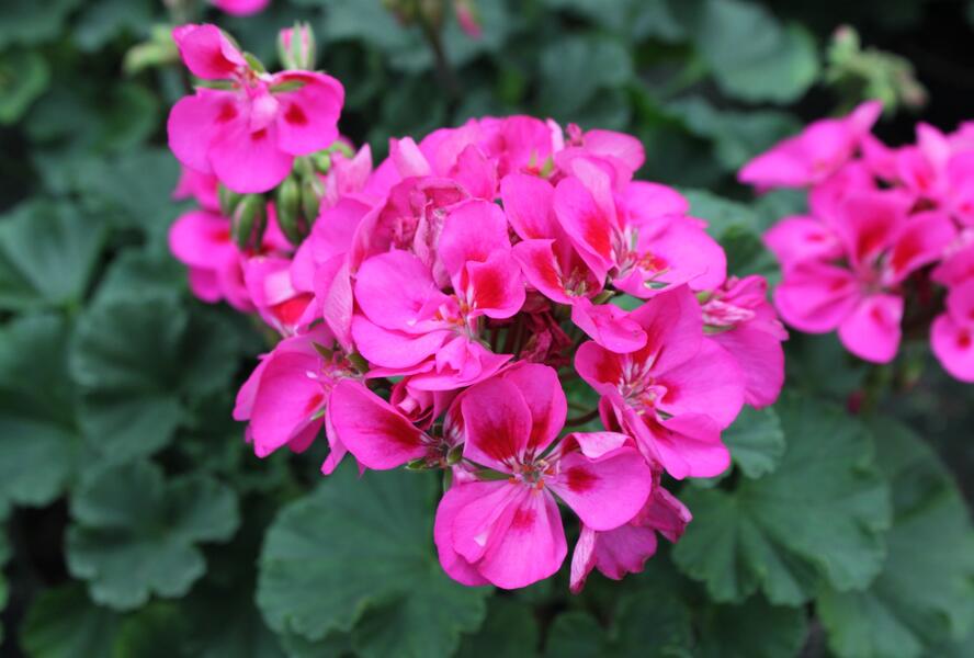 Muškát, pelargonie páskatá klasická 'Rose Splash Clips' - Pelargonium zonale 'Rose Splash Clips'