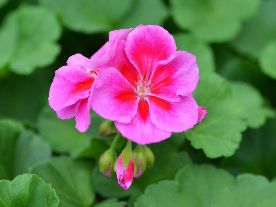 Muškát, pelargonie páskatá klasická 'Violet Splash' - Pelargonium zonale 'Violet Splash'