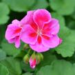 Muškát, pelargonie páskatá klasická 'Violet Splash' - Pelargonium zonale 'Violet Splash'