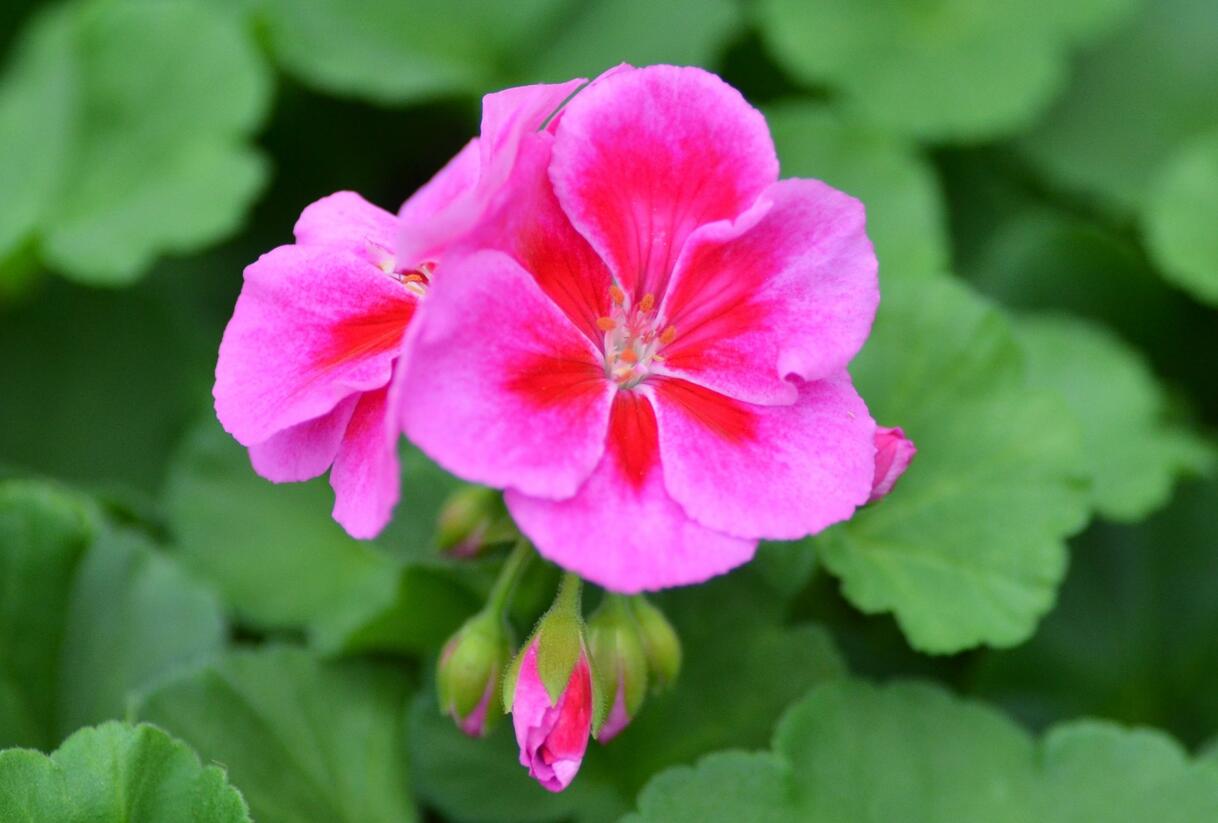 Muškát, pelargonie páskatá klasická 'Violet Splash' - Pelargonium zonale 'Violet Splash'