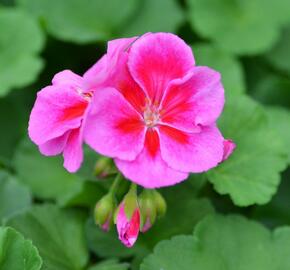 Muškát, pelargonie páskatá klasická 'Violet Splash' - Pelargonium zonale 'Violet Splash'